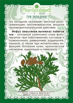 Масло туи (инфуз) - Мариславна фото 2