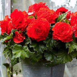 БЕГОНИЯ Бахромчатая Красная Разбор 5/6 Кол-во упак., шт 3