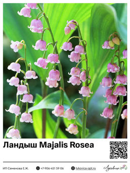 Ландыш Rosea (Майский)