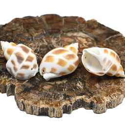Ракушки природные "Пятнистая бабилония" 15*30мм, 3 ракушки Радуга камня