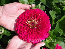 Цинния георгиновидная Фэнтези Византийская Фуксия - Партнер фото 5