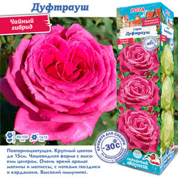 Роза Дуфтрауш (Чайно-гибридная) 1шт