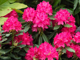 Рододендрон Нова Зембла - Долина роз фото 3