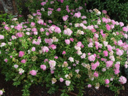 Спирея японская Genpei (Генпей/Широбана)