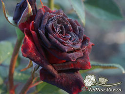 Роза Блэк Баккара - Долина роз фото 3