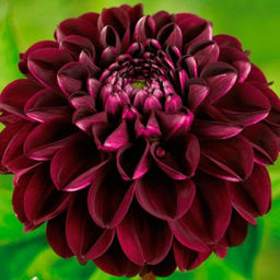 ГЕОРГИНА Арабиан Мистери Разбор I Кол-во упак., шт 1