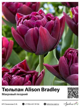 Тюльпан Alison Bradley (Махровый поздний)