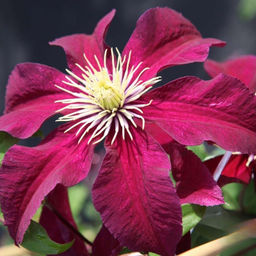 Клематис Ниобе - Долина роз фото 8