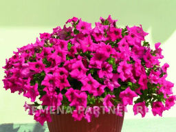 Петуния Супремо Эмилия полуампельная тёмно-розовая - Партнер фото 5