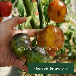 Полосы бывалого