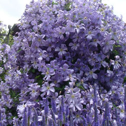 Клематис Prince Charles (Принц Чарльз) - Долина роз фото 5