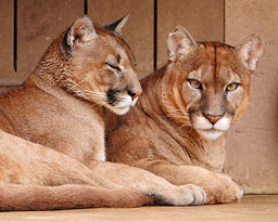 Картина по номерам на холсте и подрамнике 40х50 см