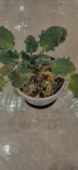 Фиалка Царская особа в керамическом кашпо