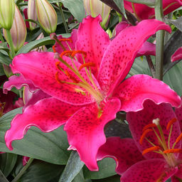 ЛИЛИЯ Гомера Разбор 12/14 Кол-во упак., шт 5