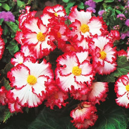 БЕГОНИЯ Криспа Маргината Вайт/Рэд Разбор 5/6 Кол-во упак., шт 3