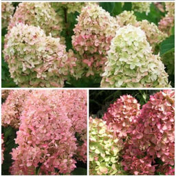 Гортензия метельчатая Меджикал кандл 2 года ЗКС тара 2л