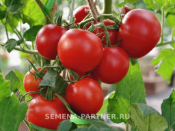 Томат Поэт - Партнер фото 2