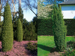 Можжевельник обыкновенный Хиберника - Долина роз фото 2