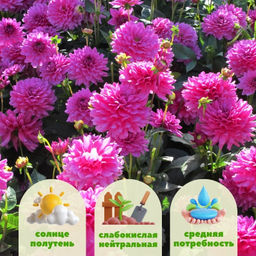 Георгина Клодетт бордюрная - Долина роз фото 2