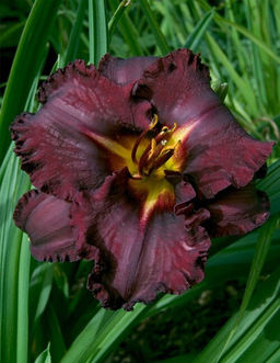 Лилейник Black Stockings (Гофрированный) - Голландские луковицы фото 2