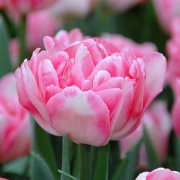 a70432b5416278a0a8a565762c43cde7imw9ig4lilueh0o