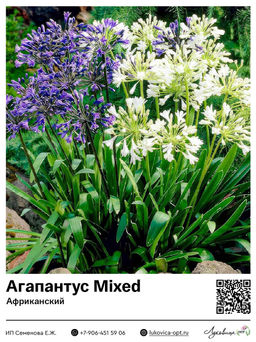 Агапантус Africanus Mixed (Африканский)