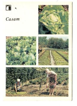 Открытка Салат