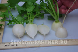 Редис Снежок - Партнер фото 5