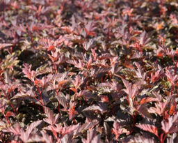 Пузыреплодник калинолистный Диабло С5