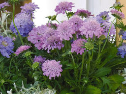 Скабиоза японская Ритц Роуз - Долина роз фото 2