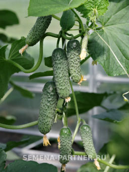 Огурец партенокарпический Дружный - Партнер фото 3