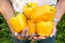 Перец сладкий Тавиньяно - Партнер фото 7