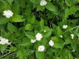 Дерен Флаверама (4х летний), кустистый