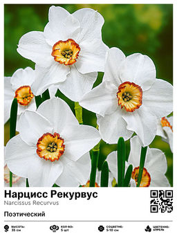 Нарцисс Recurvus (Поэтический) - Голландские луковицы фото 2