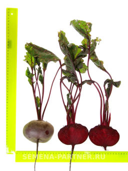 Свекла Египетская Плоская - Партнер фото 7