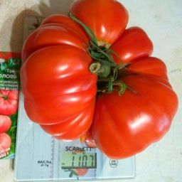 Томат САХАРНАЯ ГОЛОВА Салатный сорт Челябинской селекции! Плоды мясистые, безумно сладкие, тяжеловесные, массой до 1,5 кг! - Уральский дачник фото 11