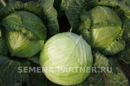 Капуста белокочанная среднепоздняя (для квашения) Фаворит - Партнер фото 4
