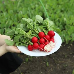 Редис КРАСА АЛТАЯ  Раннеспелый! Теневыносливый! В холодильнике хранится до 30 дней! Сибирская селекция! - Уральский дачник фото 2