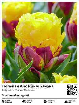 Тюльпан Ice Cream Banana (Махровый поздний) - Голландские луковицы фото 4