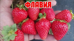 Цена за 4 шт. Земляника садовая Флавия (Р9)
