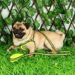 Комплект амуниции светоотражающий с мягкими шлейкой и ручкой, поводок 120 х 1,5 см, ОШ 35-53 см, жёл - Пижон фото 12