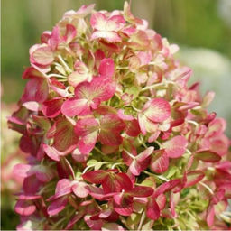 Гортензия метельчатая "Graffiti" ("Граффити")