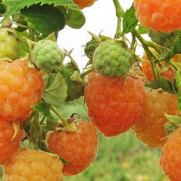 Малина Золотые купола ремонтантная/штамбовая (коробка) 1шт