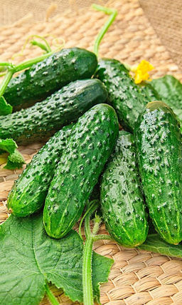 Огурец ПАРНИЧКОВЫЙ Хорошо переносит пониженные температуры и неравномерное увлажнение!