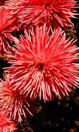 Астра ГИГАНТСКИЕ ЛУЧИ КРАСНАЯ