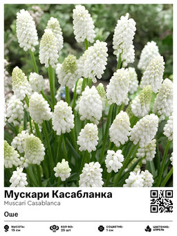 Мускари Касабланка (Оше)