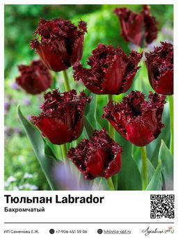 Тюльпан Labrador (Бахромчатый)