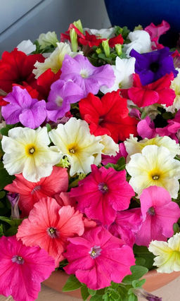 Петуния для вазона СУПЕРКАСКАД МИКС ОКРАСОК F1