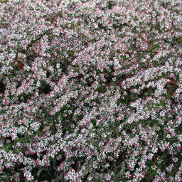 Астра Prince (Бокоцветная) - Голландские луковицы фото 4