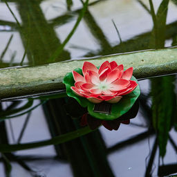 USL-S-826/PT060 RED WATERLILY Садовый светильник на солнечной батарее Красная кувшинка. Плавающий. 1 светодиода. Теплый белый свет. 1*ААA Ni-Mh аккумулятор в/к. IP44. TM Uniel - Volpe фото 8